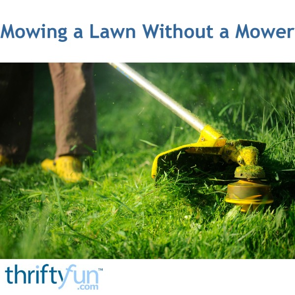 Mowing a Lawn Without a Mower | ThriftyFun