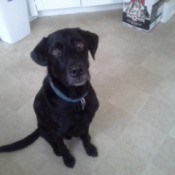 Black Lab with blue collar.