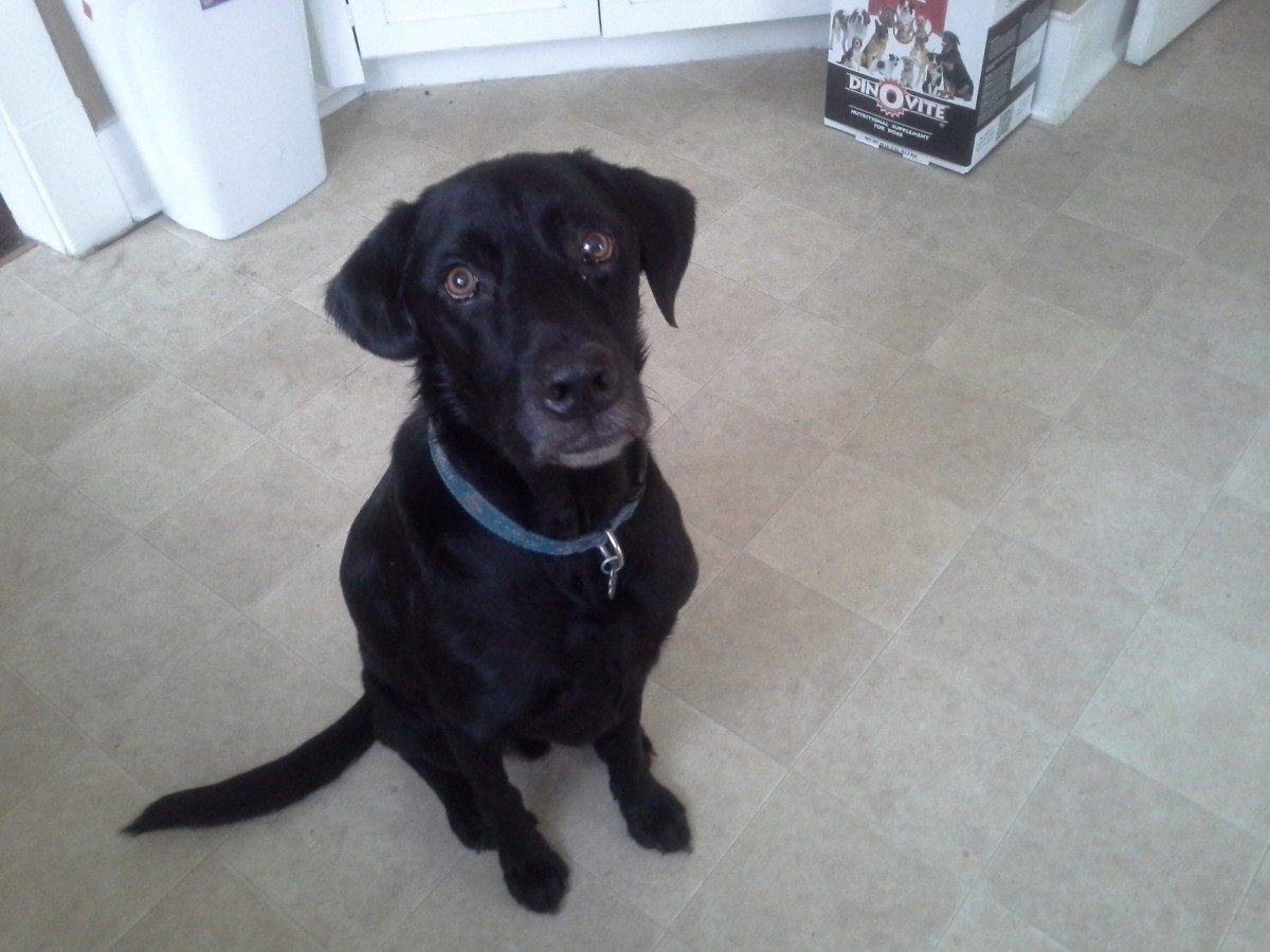 Remedies for a Dog With Itchy Ears? ThriftyFun