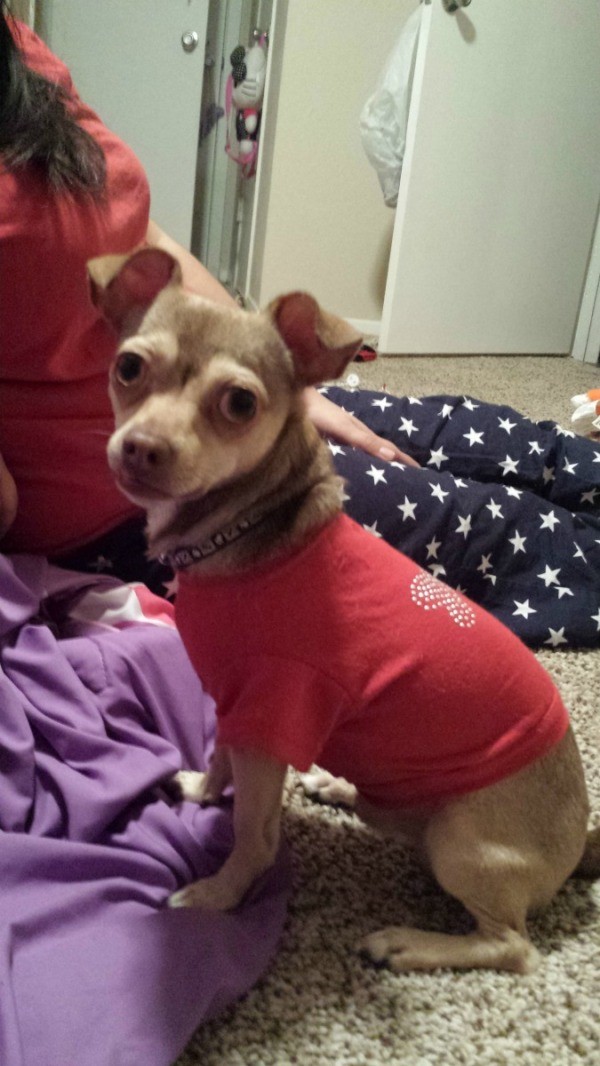 Dog looking to the left, wearing a red sweater.