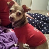 Dog looking to the left, wearing a red sweater.