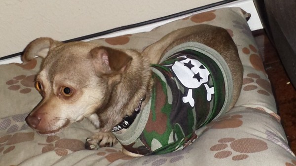 Chi lying down wearing a skull and crossbones sweater.