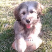 Dog with a football.