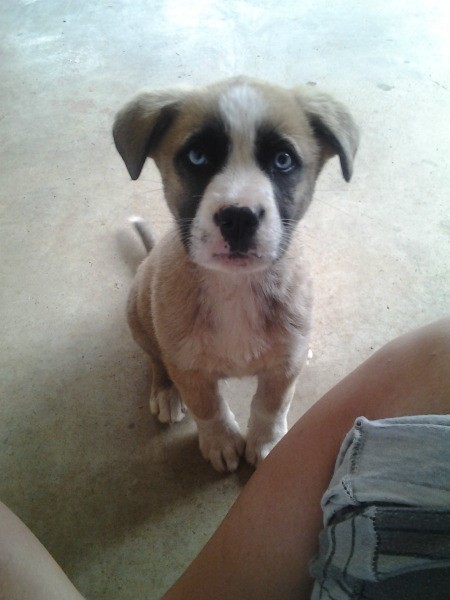 Dingo cross puppy.