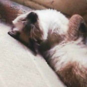 Seal Point Siamese lying on his back.