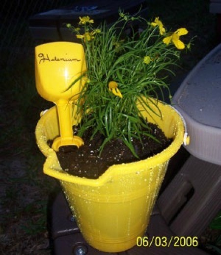 Planted yellow pail.