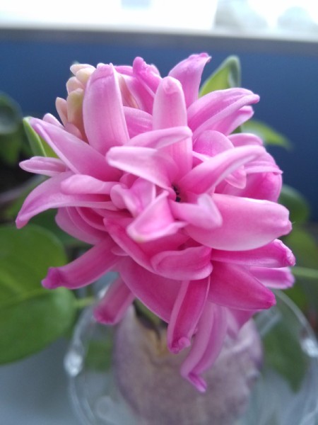 Closeup of beautiful pink hyacinth.