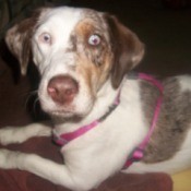 Tricolored dog facing camera.