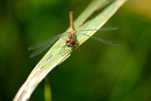 Dragonfly on a Leaf