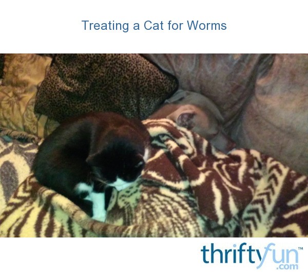 Treating a Cat for Worms ThriftyFun