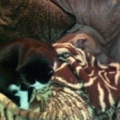 Black and white cat sleepin on couch.