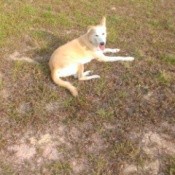 Yellow dog lying in the yard.