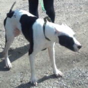 Black and white dog with clipped ears.