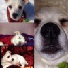 Four photos of Jack Russell puppy.