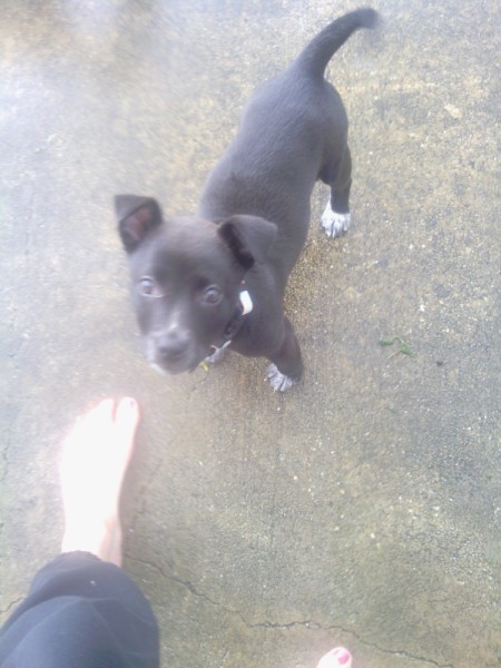Black puppy with white feet.