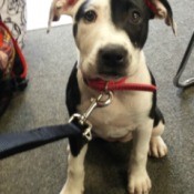 Black and white puppy.