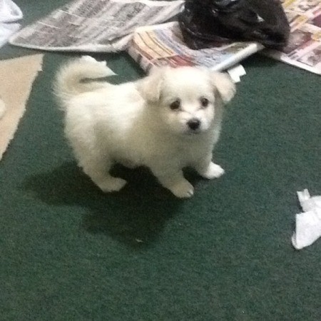 White fuzzy puppy.