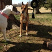 Two dogs facing each other.