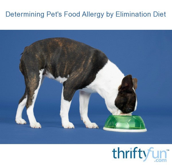 Determining Pet's Food Allergy by Elimination Diet ThriftyFun