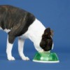 Dog Eating Food From Bowl