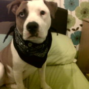 Dog wearing a neck scarf.