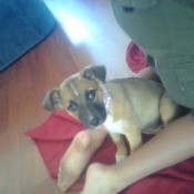 Tan puppy with white on chest and dark muzzle.
