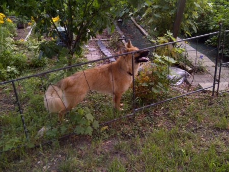 Bruteurs at fence.