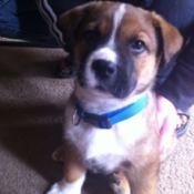 Tricolored pup with dark muzzle.
