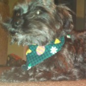 Grayish dog lying down.