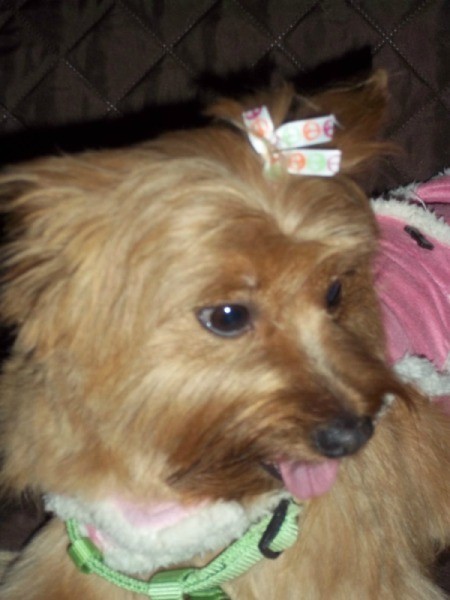Lola with a hair bow.