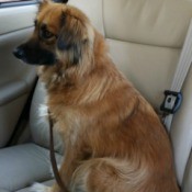 Brown longish haired dog.