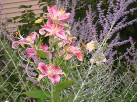 Lilies and sage.