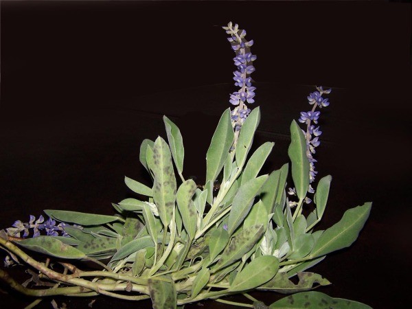 Small purple flowers on a stalk, with almost sage green leaves.