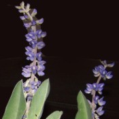 Closeup of the flower stalk.