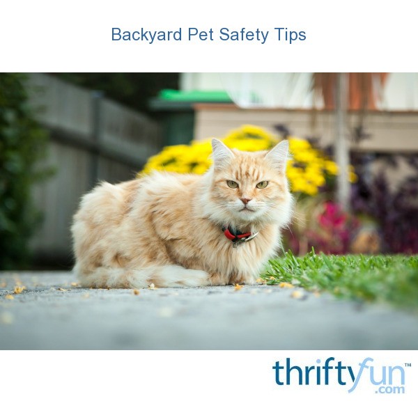 Backyard Pet Safety Tips | ThriftyFun