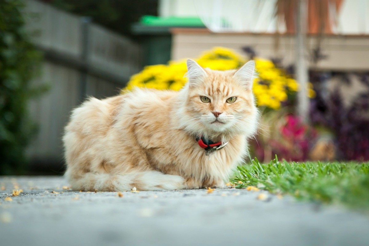 Backyard Pet Safety Tips | ThriftyFun