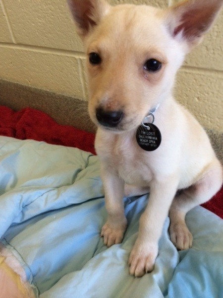 Young white puppy wth standup ears.