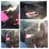 Collage of 4 photos of a black puppy.
