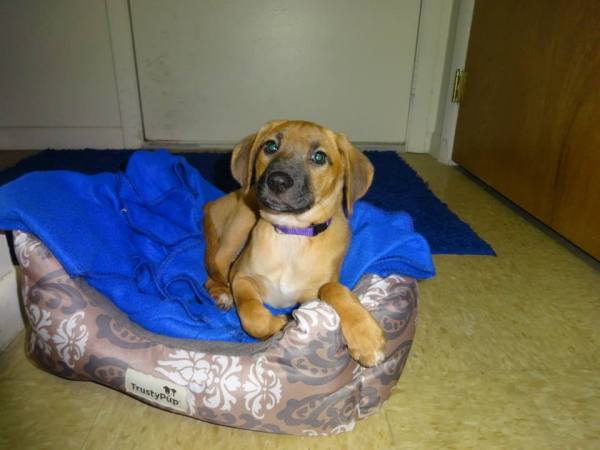 Tan puppy with dark muzzle in dog bed.