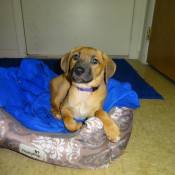 Tan puppy with dark muzzle in dog bed.