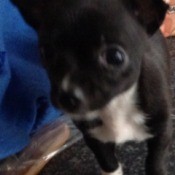 Black and white puppy.