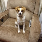 Dog on chair.