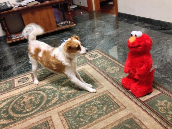 With Elmo.