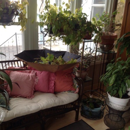 Umbrella open upside down under houseplants.