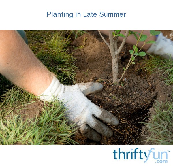 Planting in Late Summer ThriftyFun