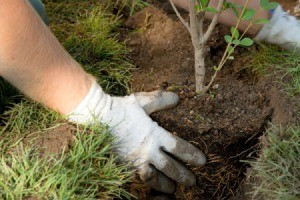 Late Summer Planting