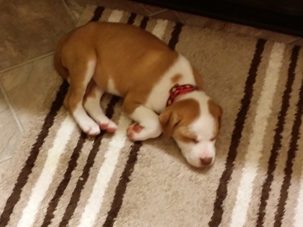 Brown and white puppy lying down.