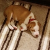 Brown and white puppy lying down.