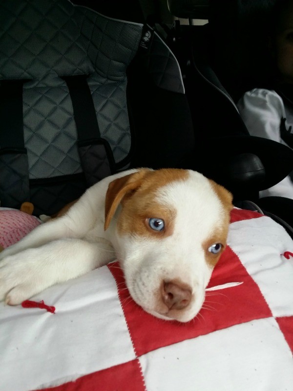 Brown and white puppy with blue eyes.