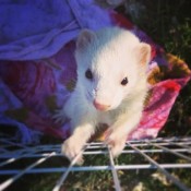 Tinker (White Ferret)